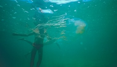 Osy morskie pojawiają się w nowych miejscach. Poparzenie grozi śmiercią 