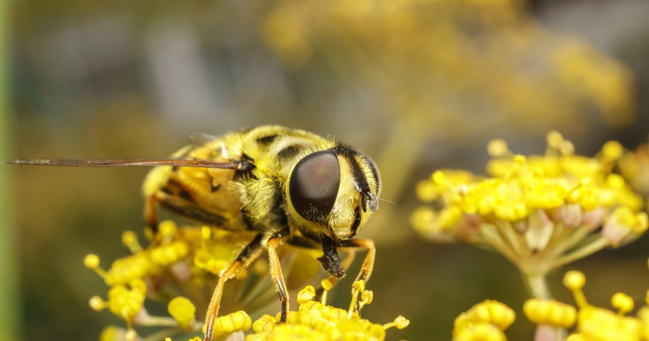 Osy nie lubią intensywnych aromatów roślinnych