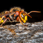 Osy, pszczoły, szerszenie. Użądlenia mogą zagrażać życiu - ostrzega GIS