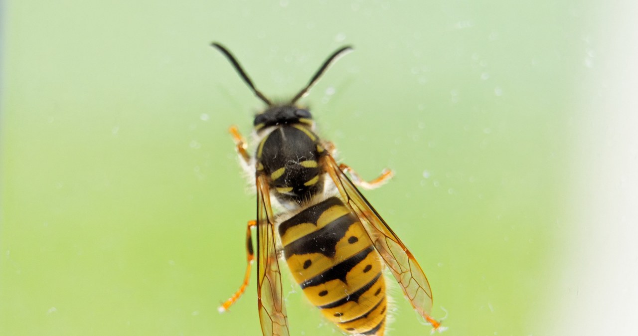 Osy są niebezpieczne szczególnie dla osób uczulonych na jad tych owadów. W okresie letnim trzeba na nie bardzo uważać /123RF/PICSEL