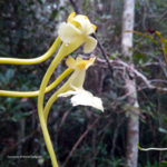 Oszałamiająca i nieprzewidywalna. Odkryto nowy gatunek orchidei 