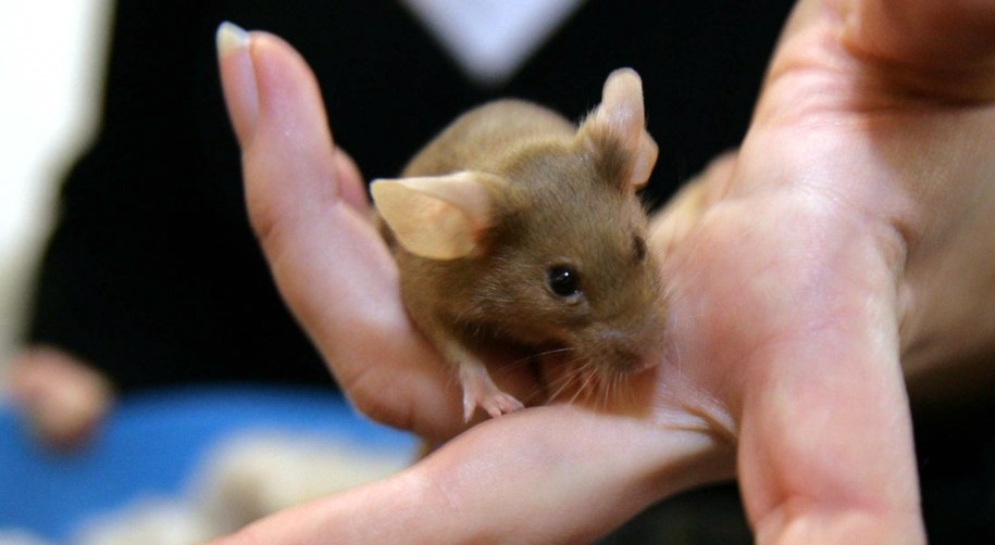 Oszczędności chińskiego robotnika zjadły... myszy /Bogdan Borowiak  /PAP