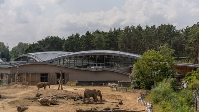 Oszustwa i nadużycia uprawnień w poznańskim ZOO. Dyrektorka usłyszała zarzuty