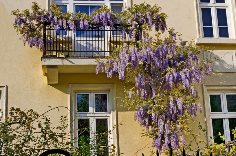 Oto 5 najpiękniejszych pnączy na balkon. Posadź i ciesz się zasłoną pełną kwiatów
