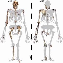 Oto, co pozostało z dwojga naszych przodków &nbsp; /L. R. Berger et al./AAAS