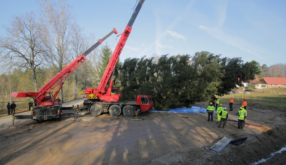 Oto drzewko dla papieża /Tomasz Waszczuk /PAP