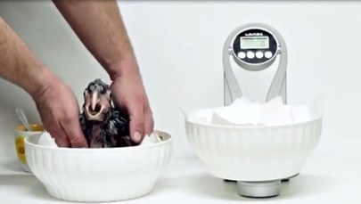 Oto duma praskiego zoo. Czyż nie jest słodkie?