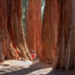Oto gigant wśród drzew. Jak wypada przy nim polski rekordzista?