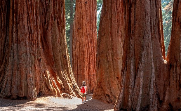 Oto gigant wśród drzew. Jak wypada przy nim polski rekordzista?