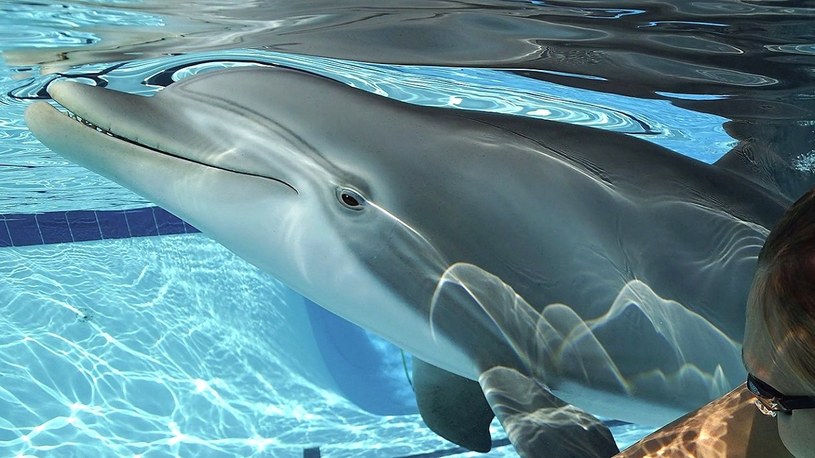 Oto hiperrealistyczny robo-delfin, który zastąpi żywe delfiny w oceanariach [FILM] /Geekweek
