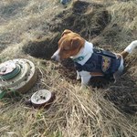 Oto Nabój. Pies pomaga ukraińskim żołnierzom