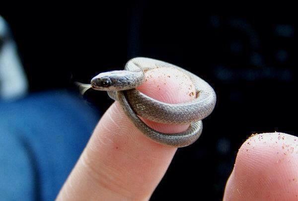 Oto najmniejszy wąż świata /materiały prasowe