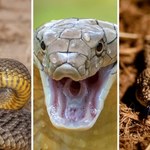 Oto najniebezpieczniejsze gady świata. Rozpoznasz wszystkie 10?