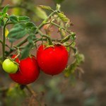 Oto najsmaczniejsze odmiany pomidorów. Rozsmakujesz się w nich tego lata