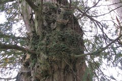 Oto najstarsze drzewo w Polsce!