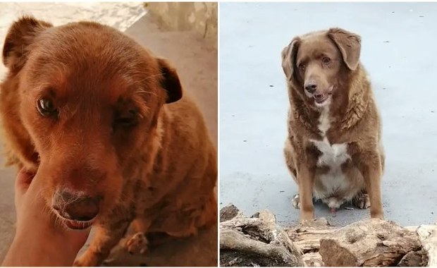 Oto najstarszy pies na świecie. Bobi ma ponad 30 lat