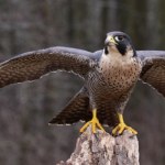 ​Oto najszybsze ptaki świata. Po latach powracają do lubuskich lasów