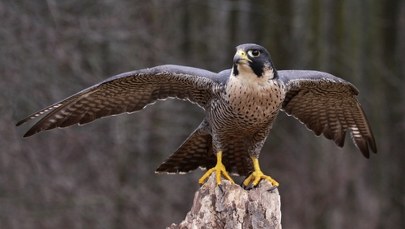 ​Oto najszybsze ptaki świata. Po latach powracają do lubuskich lasów