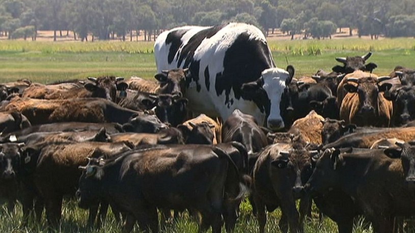 Oto największa krowa w Australii. „Można z niej zrobić 4 tysiące burgerów” /Geekweek