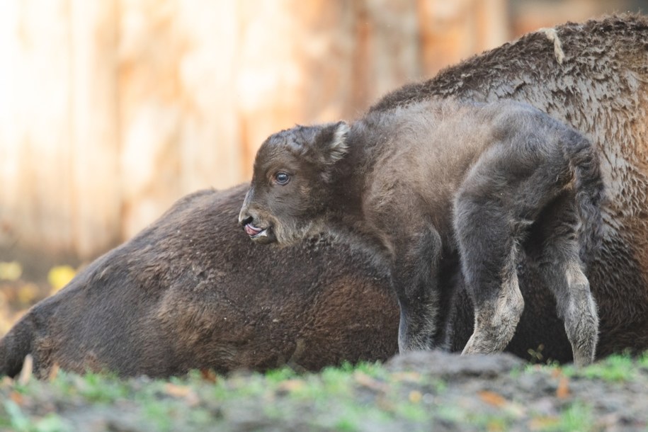 Oto Podgrzybek /ZOO Wrocław /