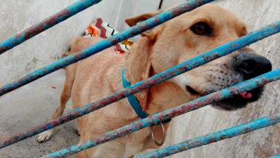 Oto podopieczni schroniska dla zwierząt w kieleckich Dyminach 