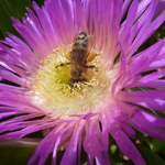 Oto pszczoła rekordzistka