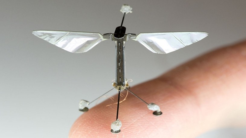 Oto RoboBee, miniaturowy dron, który może latać w nieskończoność /Geekweek