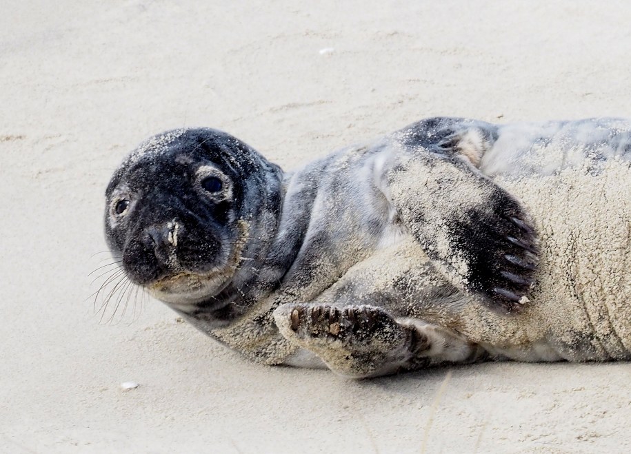Oto Słupek - urocza foczka uratowana przez funkcjonariuszy Straży Granicznej /Fot. Jan Wilkanowski/Błękitny Patrol WWF /