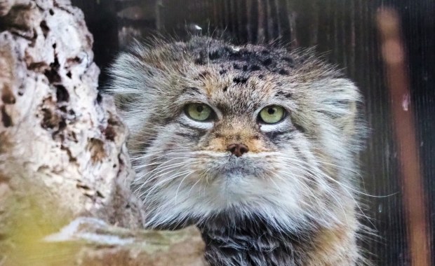 Oto Zwierzak Roku 2025 warszawskiego zoo. Poznajcie manulkę Jessie 