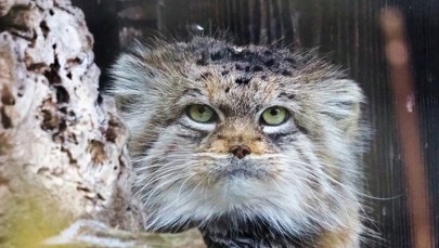 Oto Zwierzak Roku 2025 warszawskiego zoo. Poznajcie manulkę Jessie 