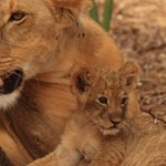 Otruto słynne kenijskie lwy. „Grały” w serii BBC o wielkich kotach
