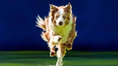 Otrzymała płatny urlop, by... zająć się chorym psem