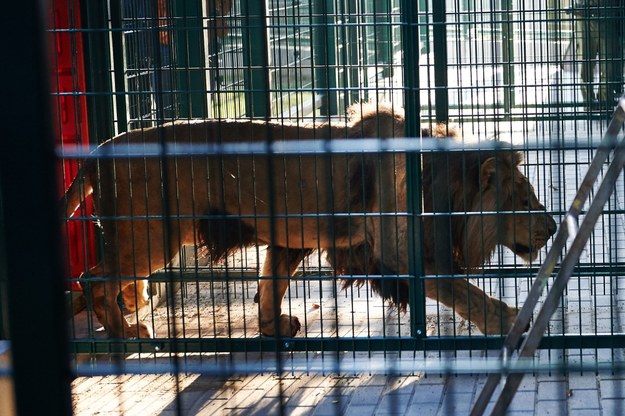 Otwarcie lwiarni w gdańskim zoo / 	Adam Warżawa   (PAP) /PAP