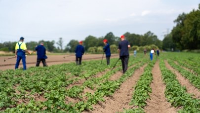 Otwarto farmę miejską. Warzywa trafią do żłobków