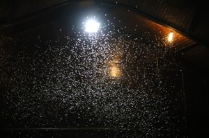 Otwórz okno i zapal światło wieczorem, a owady zaraz się pojawią. Co je przyciąga do światła?
