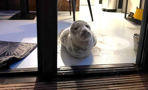 Otworzyła drzwi hotelowego pokoju i zamarła. Powitała ją... śpiąca foka