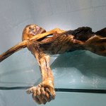 "Ötzi" był łysy, miał ciemną skórę i "tureckich" przodków 