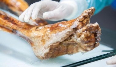 Ötzi nie jest "martwy". Odkryli w nim aktywne mikroby sprzed 5300 lat