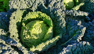 Овоч, який вживали ще в 17 столітті, повертається в польську кухню. У ньому більше заліза, ніж у м'ясі