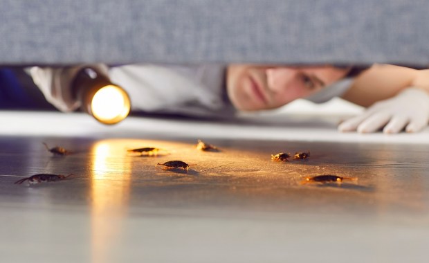 Owad z jajami w teczce. Wszyscy się nim brzydzą