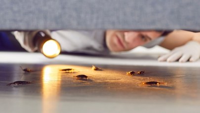 Owad z jajami w teczce. Wszyscy się nim brzydzą