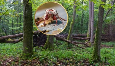 Owad zaatakował. Lasy zamknięte aż do czerwca. W Niemczech przyniósł klęskę
