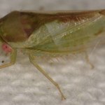 odkrycie naukowców Owady jak żaby. Niesamowite odkrycie kilku gatunków