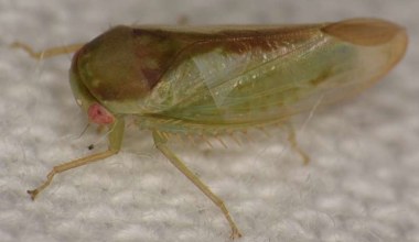 Owady jak żaby. Niesamowite odkrycie kilku gatunków