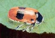 Owady: moszczenica Clytra laeviuscula /Encyklopedia Internautica