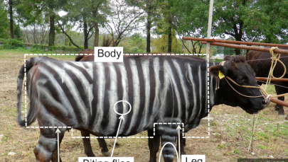 Owady nie lubią krów w "paski". Naukowy eksperyment ma szansę pomóc zwierzętom 