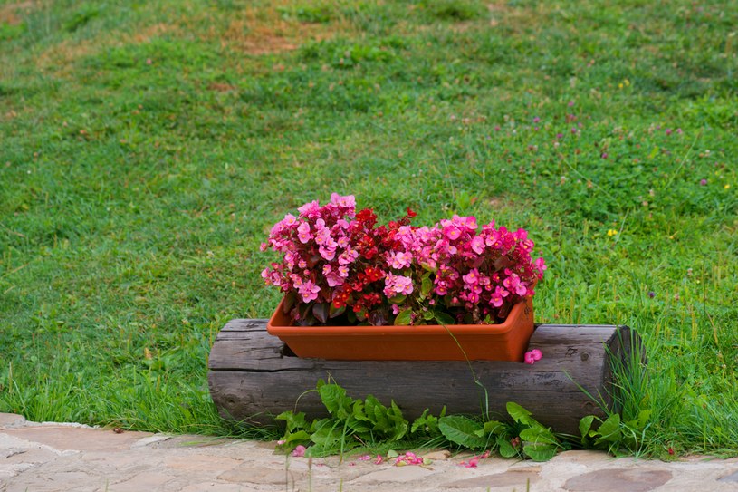 Owady nie przepadają również za pelargonią /123RF/PICSEL