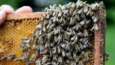 Owady opanowały Leeds. Musieli interweniować pszczelarze 