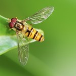Owady podobne do osy. Często pożyteczne i niegroźne dla człowieka