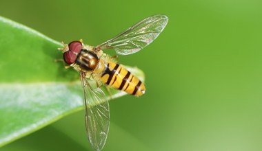Owady podobne do osy. Często pożyteczne i niegroźne dla człowieka